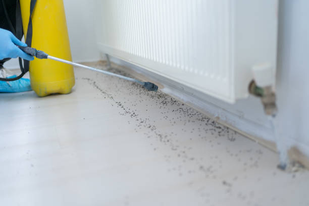 Best Local Pest Control Services  in Oelwein, IA